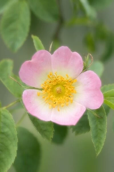 FEU-288. Dog Rose - Flower. Norfolk UK
