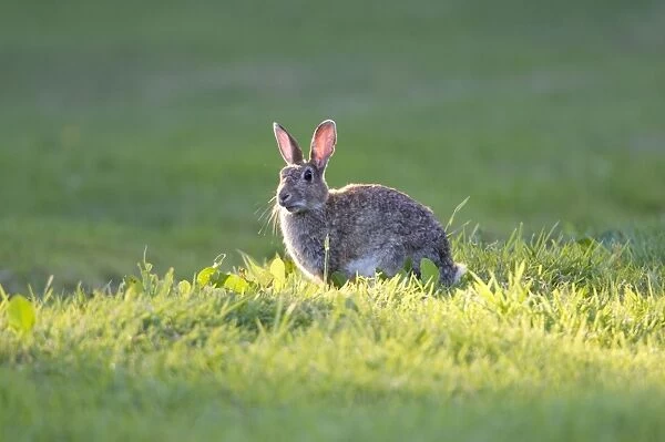 FEU-330. Rabbit. Sitting on lawn in shaft of sunlight. Norfolk UK