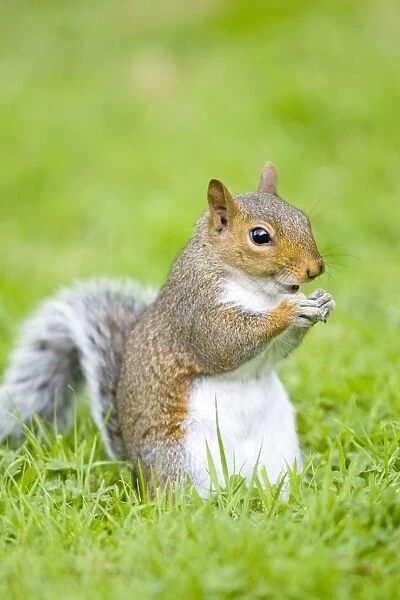 FEU-539. Grey Squirrel Eating on Lawn