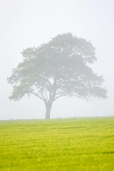 FEU-579. Oak Tree in approaching mist Norfolk UK