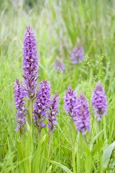 FEU-604. Southern Marsh Orchid in Norfolk meadow Norfolk UK