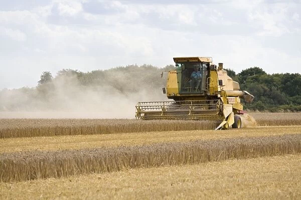 FEU-829. Farming - Combine Harvester - Wheat harvest. Norfolk - UK. Geoff du Feu
