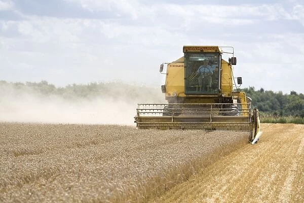 FEU-830. Farming - Combine Harvester - Wheat harvest. Norfolk - UK. Geoff du Feu