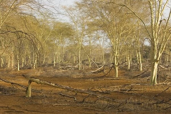 Fever tree Forest South Africa, Kruger NP, region Pafuri