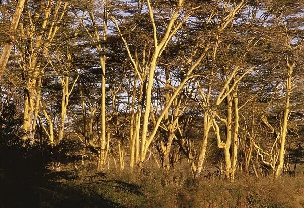 Fever Tree Kenya, Africa