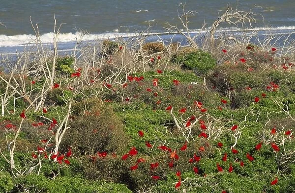 FG-7299. FG-7279. Scarlet Ibis - in coastal mangroves