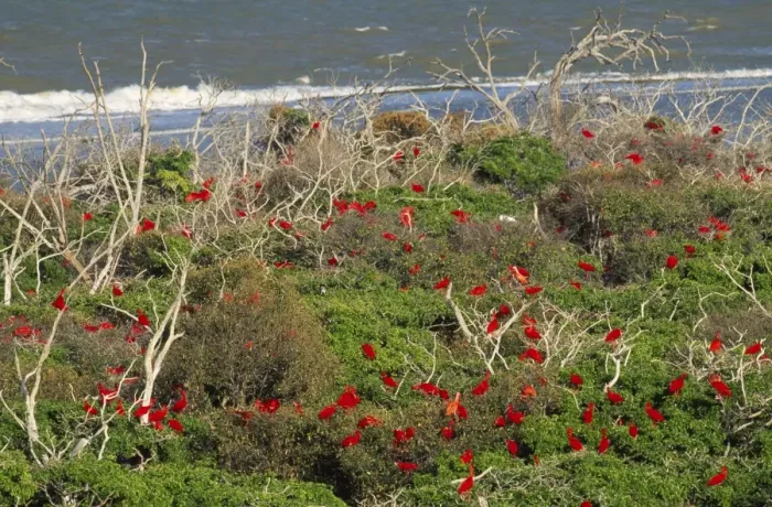 Framed Print : FG-7299. FG-7279. Scarlet Ibis - in coastal mangroves Framed Print : FG-7299. FG-7279. Scarlet Ibis - in coastal mangroves