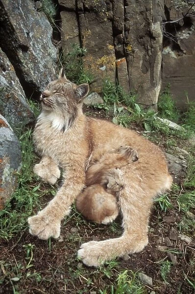 FG-8234. Lynx. Mother & babies. Montana, USA