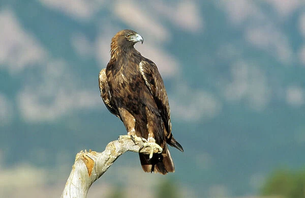 FG-8451. Golden Eagle - perching on branch