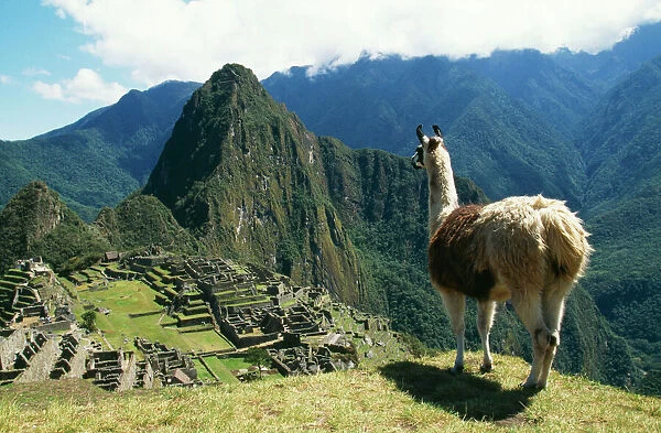 LLAMA. FG-8898. LLAMA. At Machu Picchu, Inca site
