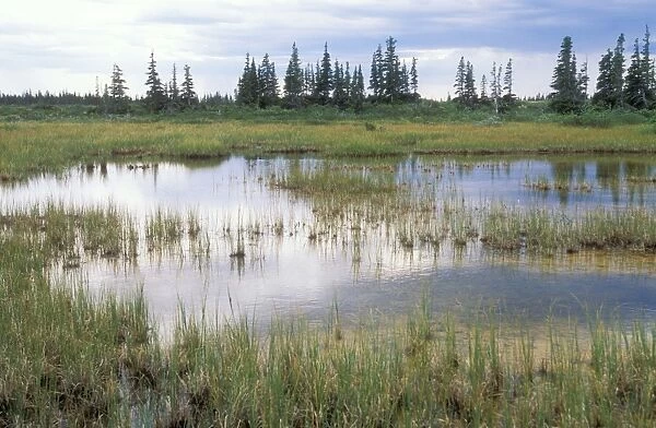 FG-8929. Canada. Ponds & spruce trees. Taiga Forest, south of Churchill Manitoba