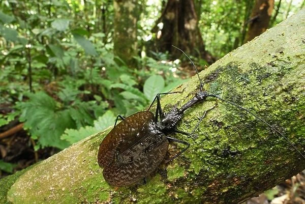 Fiddle Beetle  /  Violin Beetle - Danum Valley Conservation Area - Sabah - Borneo - Malaysia