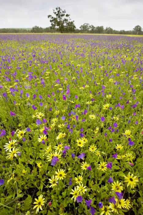 Framed Print : Field ablaze with non-native plants: a yellow daisy Arctotheca calendula, and Purple bugloss Echium plantagineum; north of Perth, western Australia Framed Print : Field ablaze with non-native plants: a yellow daisy Arctotheca calendula, and Purple bugloss Echium plantagineum; north of Perth, western Australia