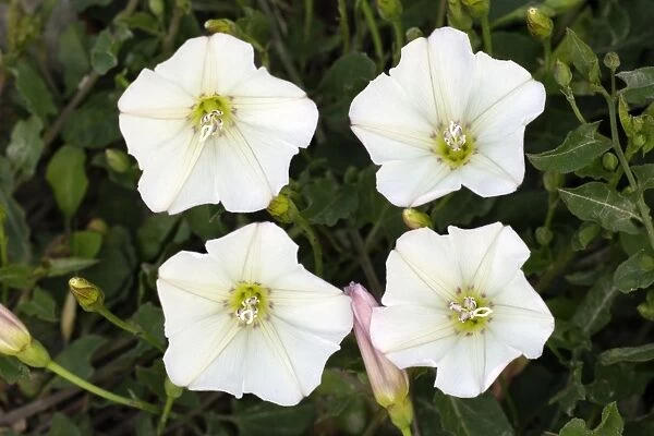 Field Bindweed- four blossoms, Lower Saxony, Germany