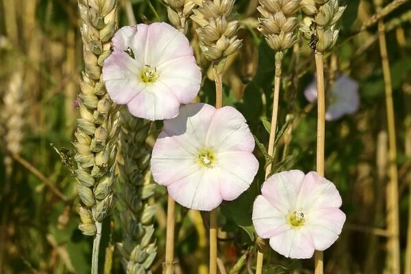 Field Bindweed three blossoms winded around blades of wheat Baden-Wuerttemberg, Germany