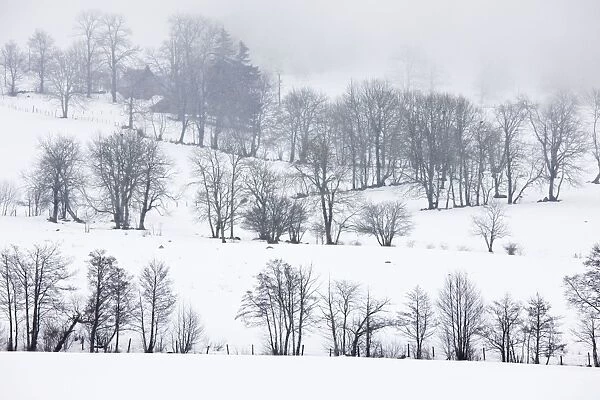 Field boundaries with trees in midwinter snow, near Le Mont-Dore in the Volcans d'Auvergne Regional Natural Park, Massif Central, France
