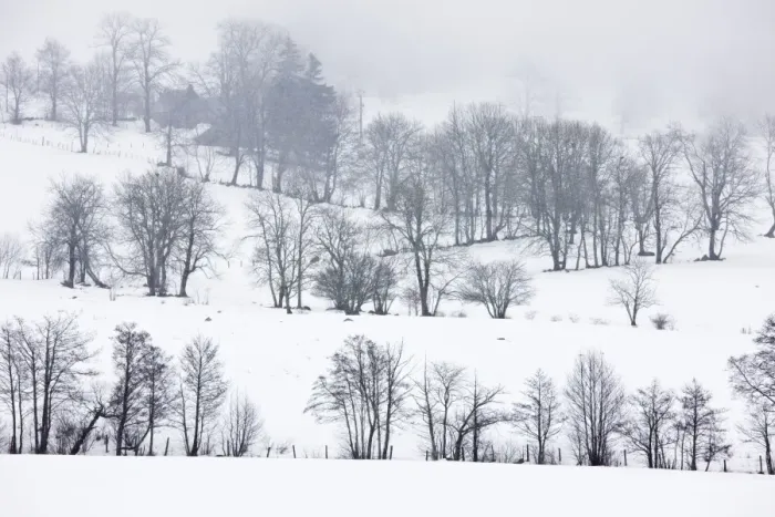 Framed Print : Field boundaries with trees in midwinter snow, near Le Mont-Dore in the Volcans d'Auvergne Regional Natural Park, Massif Central, France Framed Print : Field boundaries with trees in midwinter snow, near Le Mont-Dore in the Volcans d'Auvergne Regional Natural Park, Massif Central, France