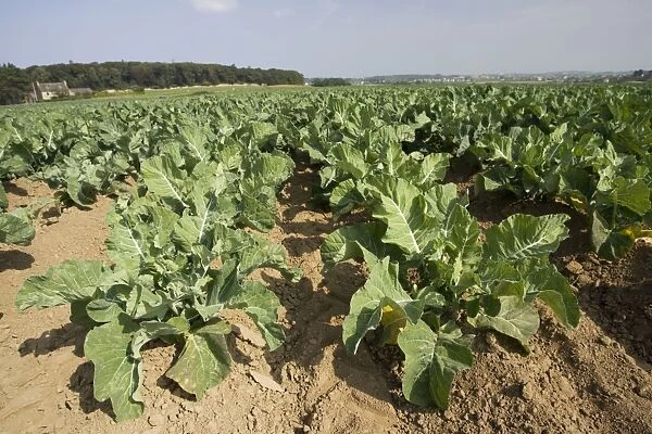 Field of cabbages near St Pol de Leon Brittany France