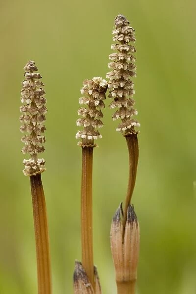 Field, or Common Horsetail ( Equisetum arvense) with fertile cones in spring