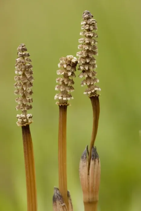 Framed Print : Field, or Common Horsetail ( Equisetum arvense) with fertile cones in spring Framed Print : Field, or Common Horsetail ( Equisetum arvense) with fertile cones in spring