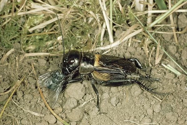 Field CRICKET - eating Fly