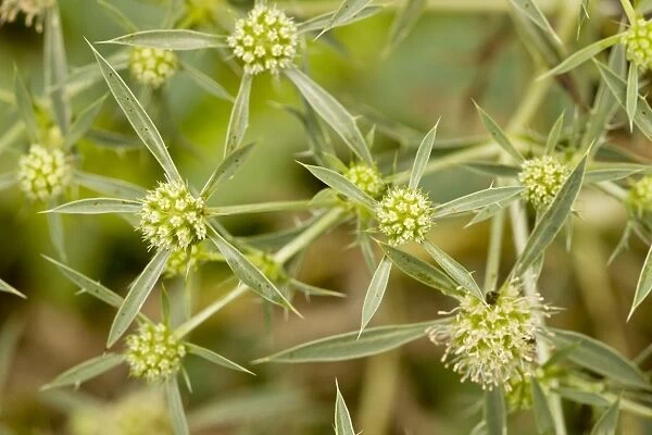 Field Eryngo - in flower; rare plant in UK