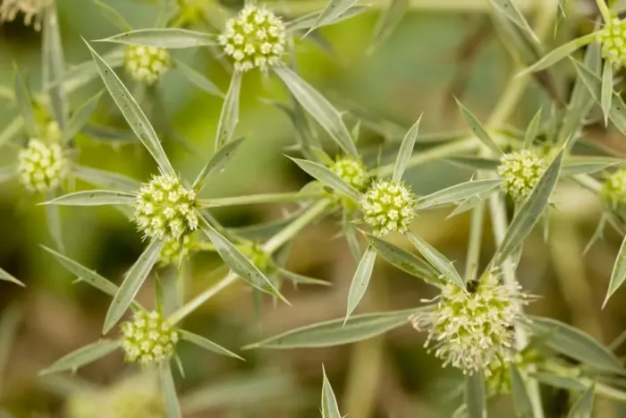 Framed Print : Field Eryngo - in flower; rare plant in UK Framed Print : Field Eryngo - in flower; rare plant in UK