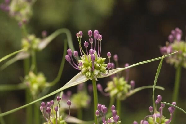 Field garlic (Allium oleraceum). Uncommon in UK