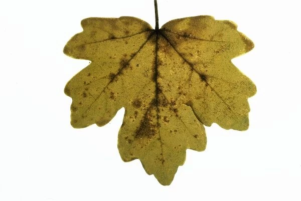 Field Maple Leaf - in autumn