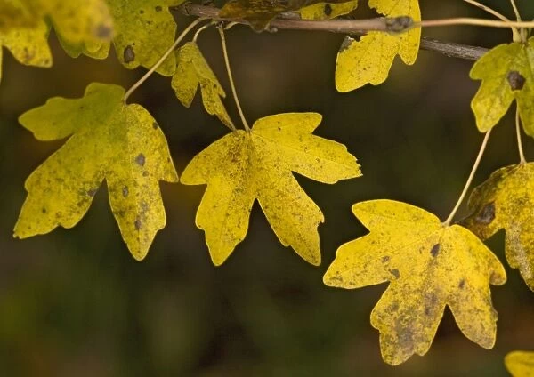 Field maple leaves in autumn