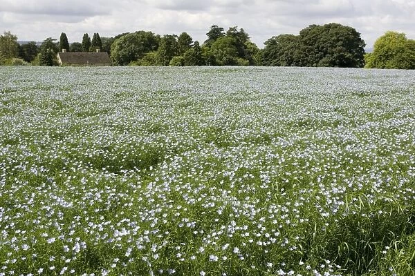 Field of mature linseed Mickleton UK