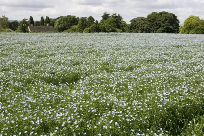 Framed Print : Field of mature linseed Mickleton UK Framed Print : Field of mature linseed Mickleton UK