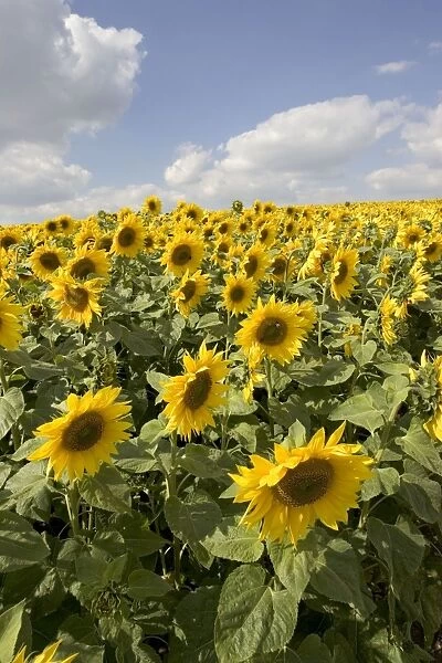 Field of mature sunflowers, Snowshill, Cotswolds, UK