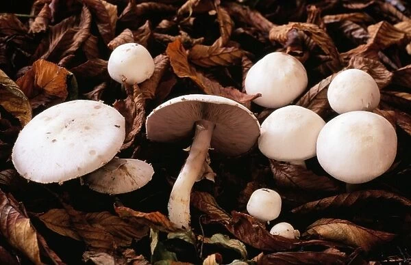 Field Mushroom - edible fungus