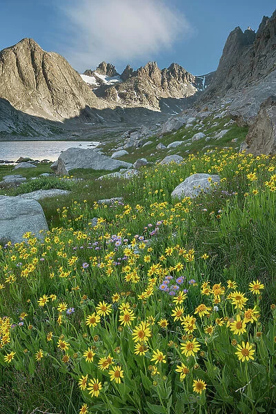 Field of Narrowleaf Arnica, Titcomb Basin, Bridger Wilderness, Wind River Range, Wyoming. Date: 25-08-2019
