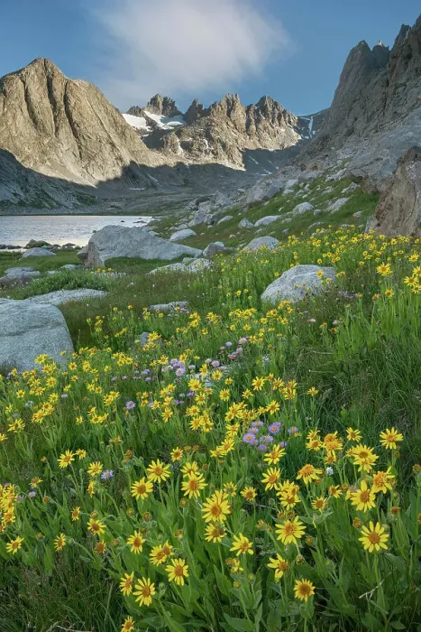 Framed Print : Field of Narrowleaf Arnica, Titcomb Basin, Bridger Wilderness, Wind River Range, Wyoming. Date: 25-08-2019 Framed Print : Field of Narrowleaf Arnica, Titcomb Basin, Bridger Wilderness, Wind River Range, Wyoming. Date: 25-08-2019