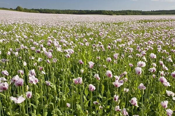 Field of Opium Poppies (Papaver somniferum) near Bere Regis, Dorset