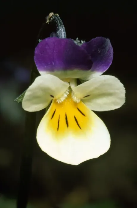 Framed Print : Field Pansy Framed Print : Field Pansy