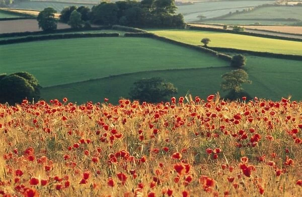 Field Poppies HAR 74 In farming landscape, Devon, UK. © Anthony Harrison  /  ardea. com