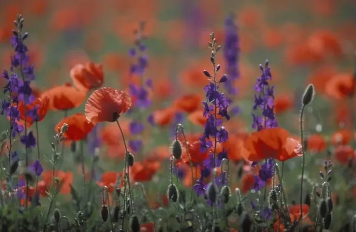 Framed Print : Field Poppy and Eastern Larkspur (Consolida hispanica) Hortobagy, Hungary Framed Print : Field Poppy and Eastern Larkspur (Consolida hispanica) Hortobagy, Hungary