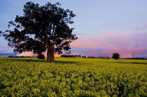 Field of Rape  /  Canola - in flower, at sunset, near Narrogin, south-west Australia