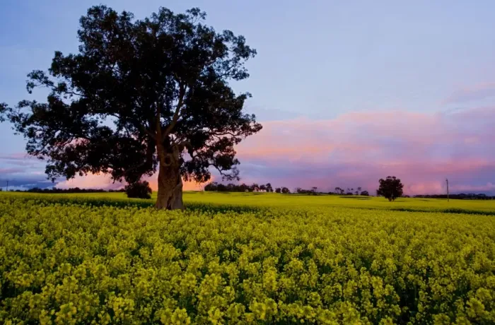 Framed Print : Field of Rape  /  Canola - in flower, at sunset, near Narrogin, south-west Australia
