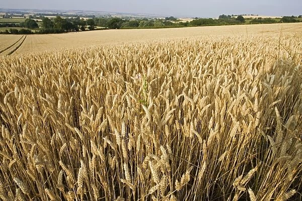 Field of ripe wheat ready for harvesting, Mickleton, Cotswolds, UK