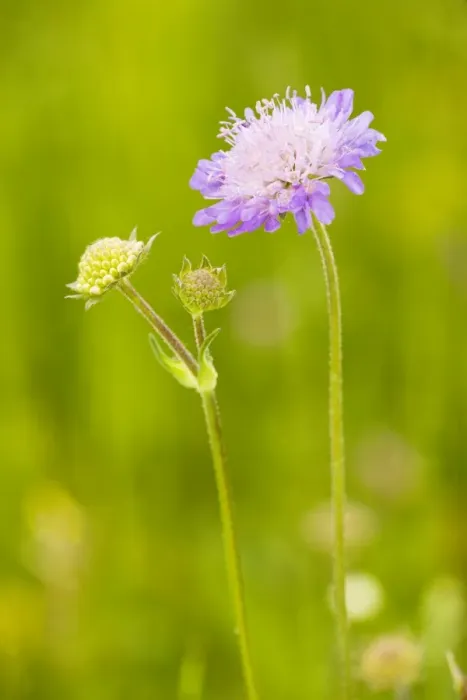Framed Print : Field Scabious - in flower on downland Framed Print : Field Scabious - in flower on downland