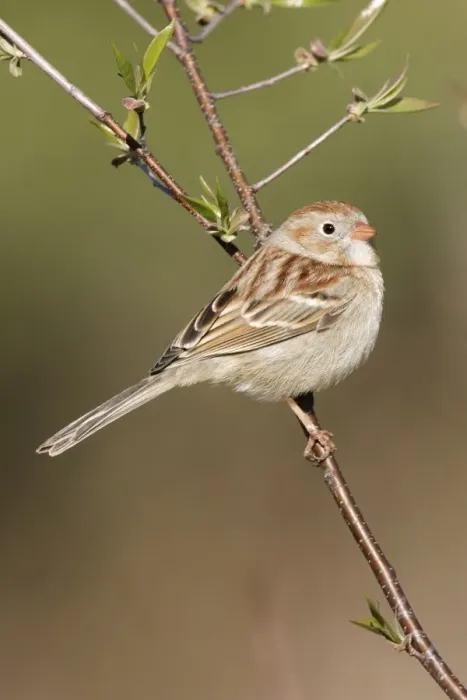 Framed Print : Field Sparrow Connecticut, USA Framed Print : Field Sparrow Connecticut, USA