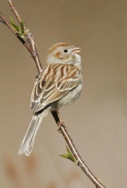 Field Sparrow Connecticut, USA