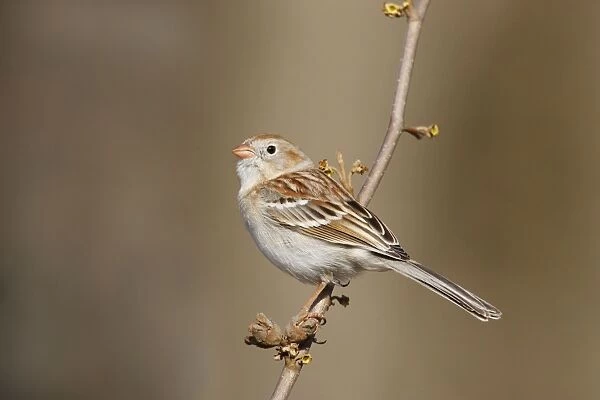 Field Sparrow - in winter plumage. Hamden, Connecticut, USA