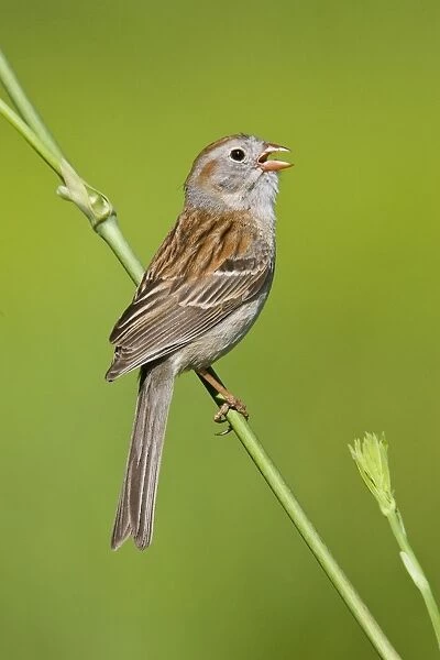 Field Sparrow - in winter plumage. Hamden, Connecticut USA