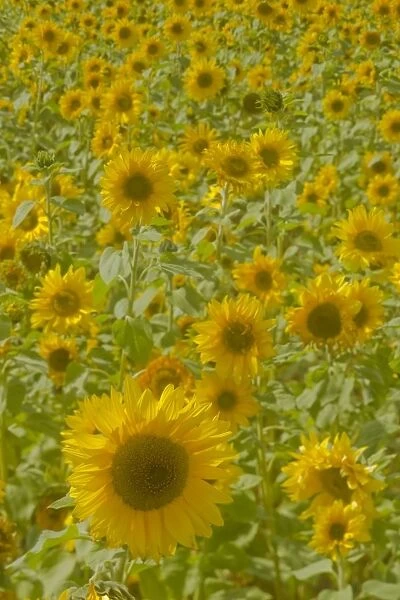 Field of Sunflowers Helianthus annuus Essex, UK PL002166