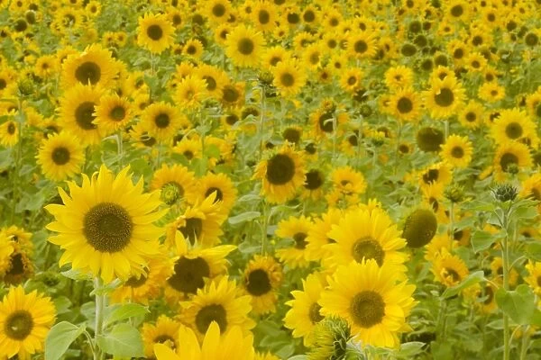 Field of Sunflowers Helianthus annuus Essex, UK PL002167